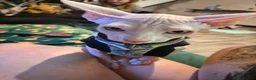 Sphynx cats for sale: Pick of litter left 1 stunning male sphynx kitten - Advert 4