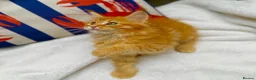 Maine Coon cats for sale: Pure breed beautiful main coon kitten  - Advert 18