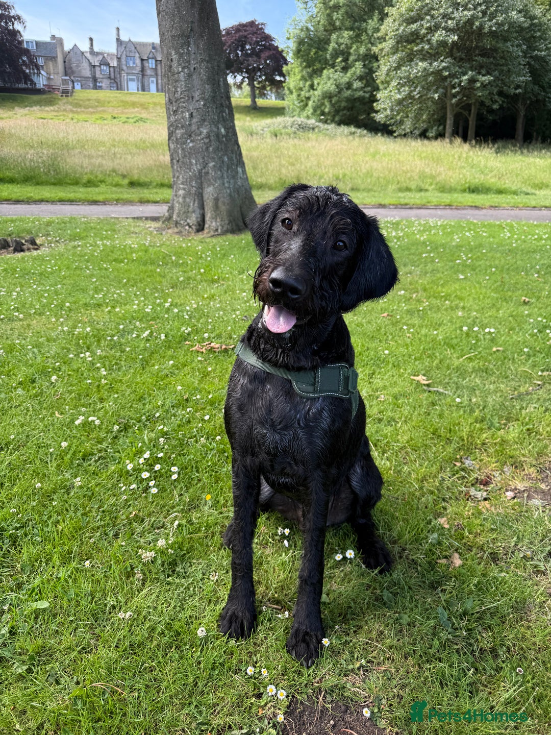 Labradoodle dogs for stud: Pedro for stud  - Advert 1