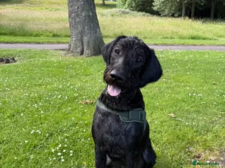 Labradoodle dogs Pedro for stud - Advert 1