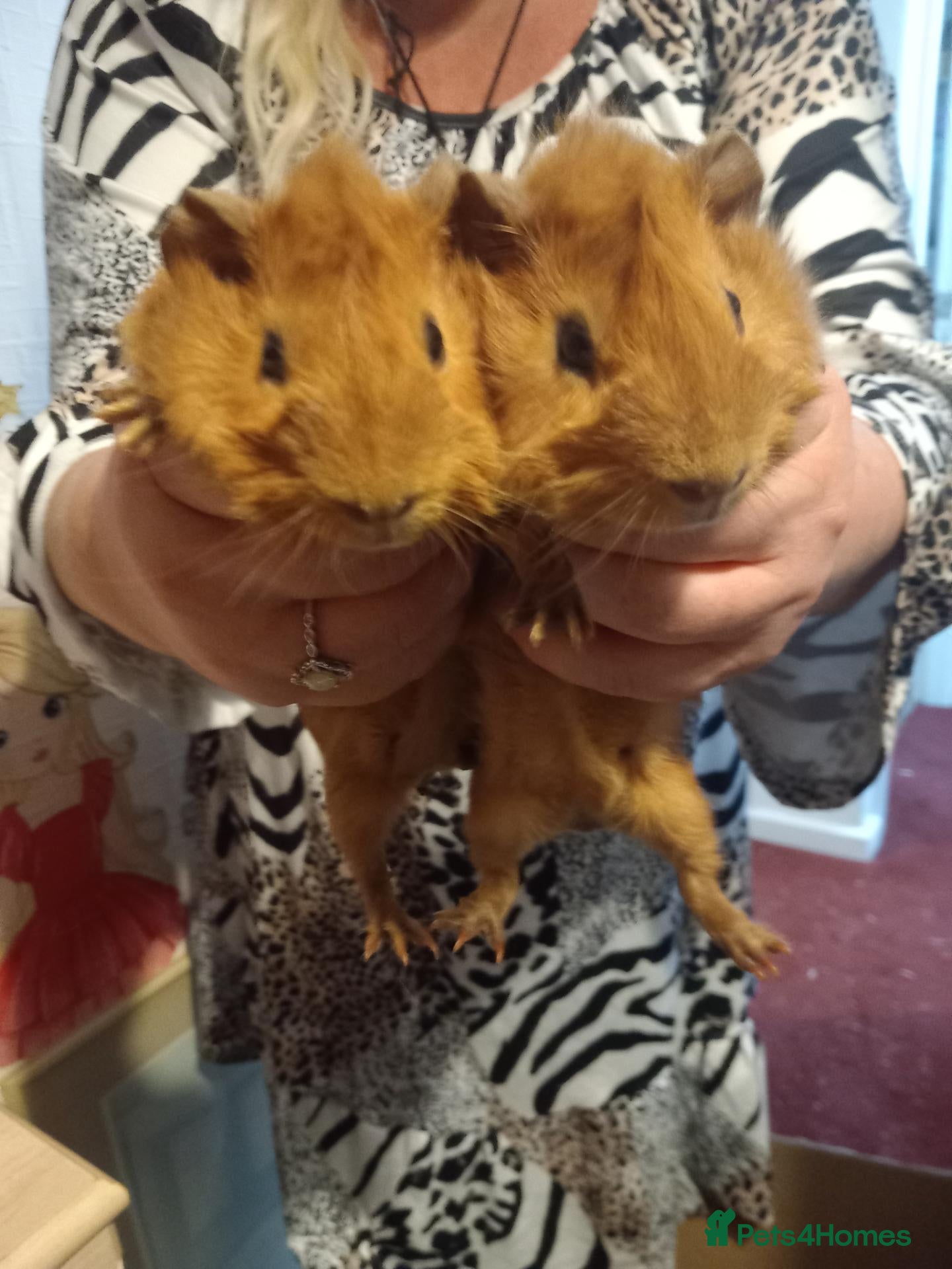 Guinea Pig rodents Red guinea  pigs 8 weeks - Advert 2