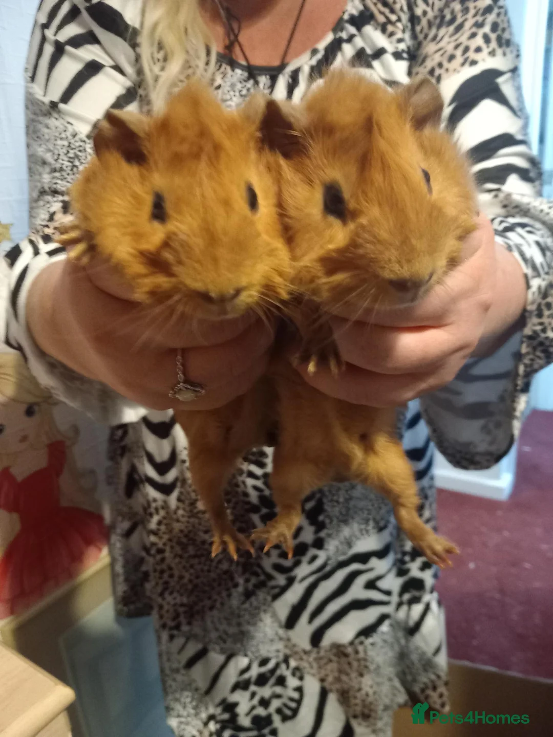 Guinea Pig rodents for sale: Red guinea  pigs 8 weeks in Stevenage - Advert 1