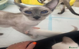 Siamese cats for sale: 🤩🐱Beautiful Siamese kittens for sale🐱⚡️ - Image 13