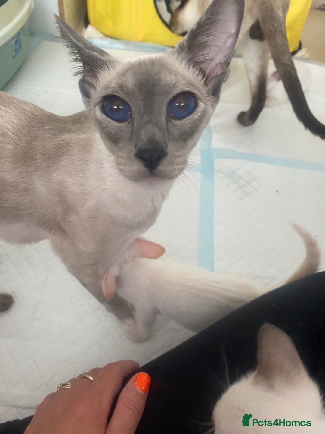 Siamese cats for sale: 🤩🐱Beautiful Siamese kittens for sale🐱⚡️ - Image 13