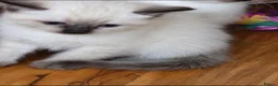 Siamese cats for sale: Siamese crosed with Ragdol - Advert 21