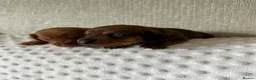 Miniature Dachshund dogs for sale: KC champion bloodline PRA clear minature dachshund - Advert 11