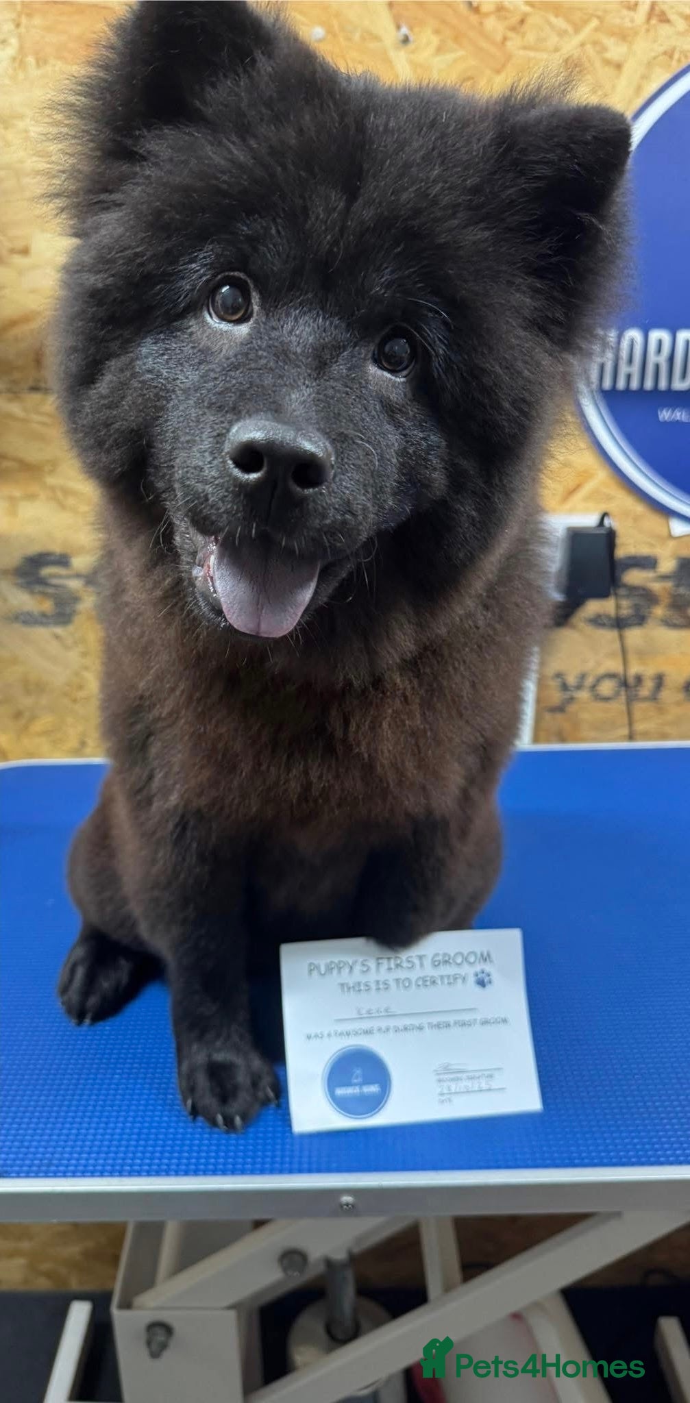 Chow Chow dogs Female Chow Keke- price drop - Advert 2