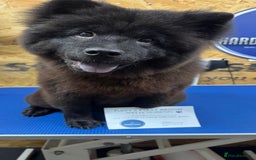 Chow Chow dogs for sale: Female Chow Kiki - Advert 1
