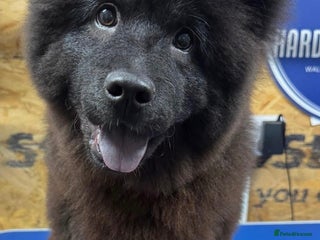 Chow Chow dogs Female Chow Kiki - Advert 1