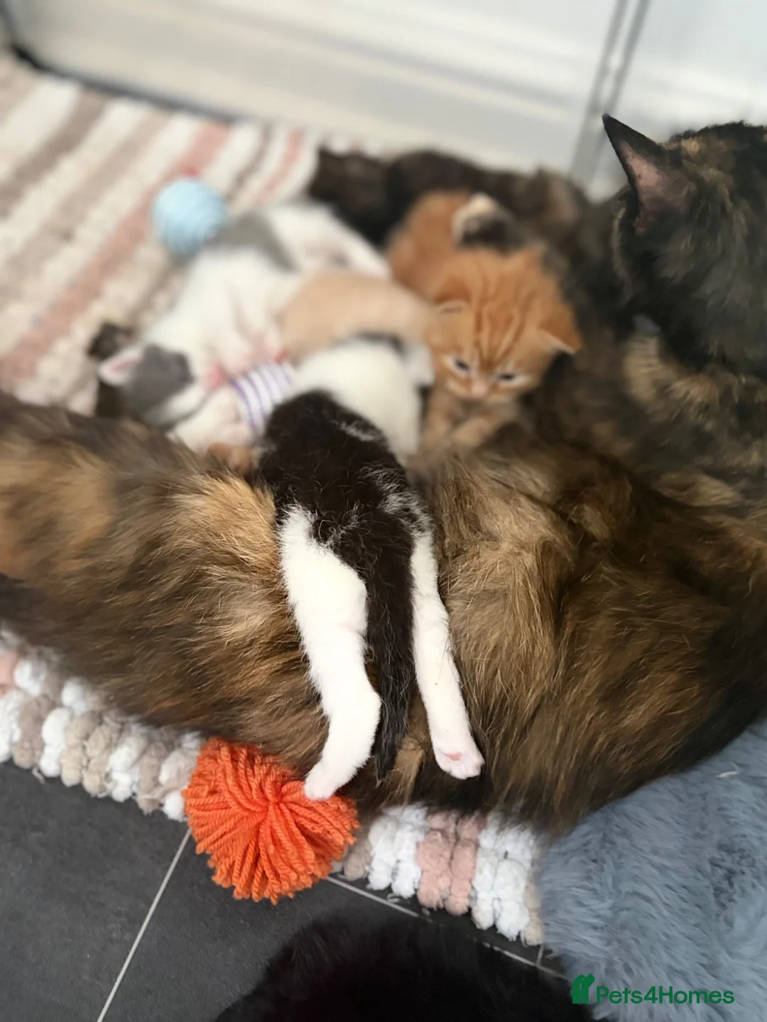 Mixed Breed cats for sale:     Healthy Playful Kittens - Advert 8
