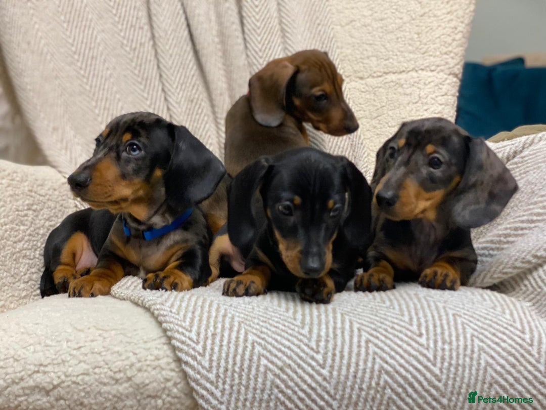 Miniature Dachshund dogs for sale: KC PRA CLR Miniature dachshunds  - Advert 18