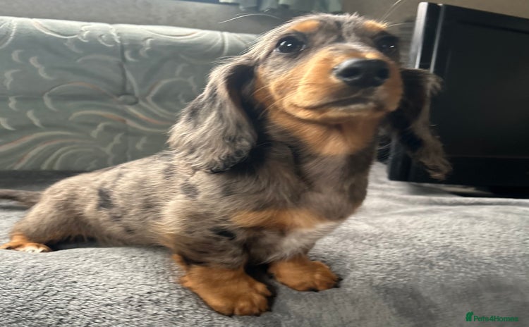 Dachshund dogs - Advert 4