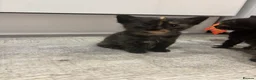 Mixed Breed cats for sale: Beautiful Kittens Looking for Their Forever Homes - Advert 18