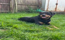 Rottweiler dogs for sale: Female Rottweiler  - Advert 2