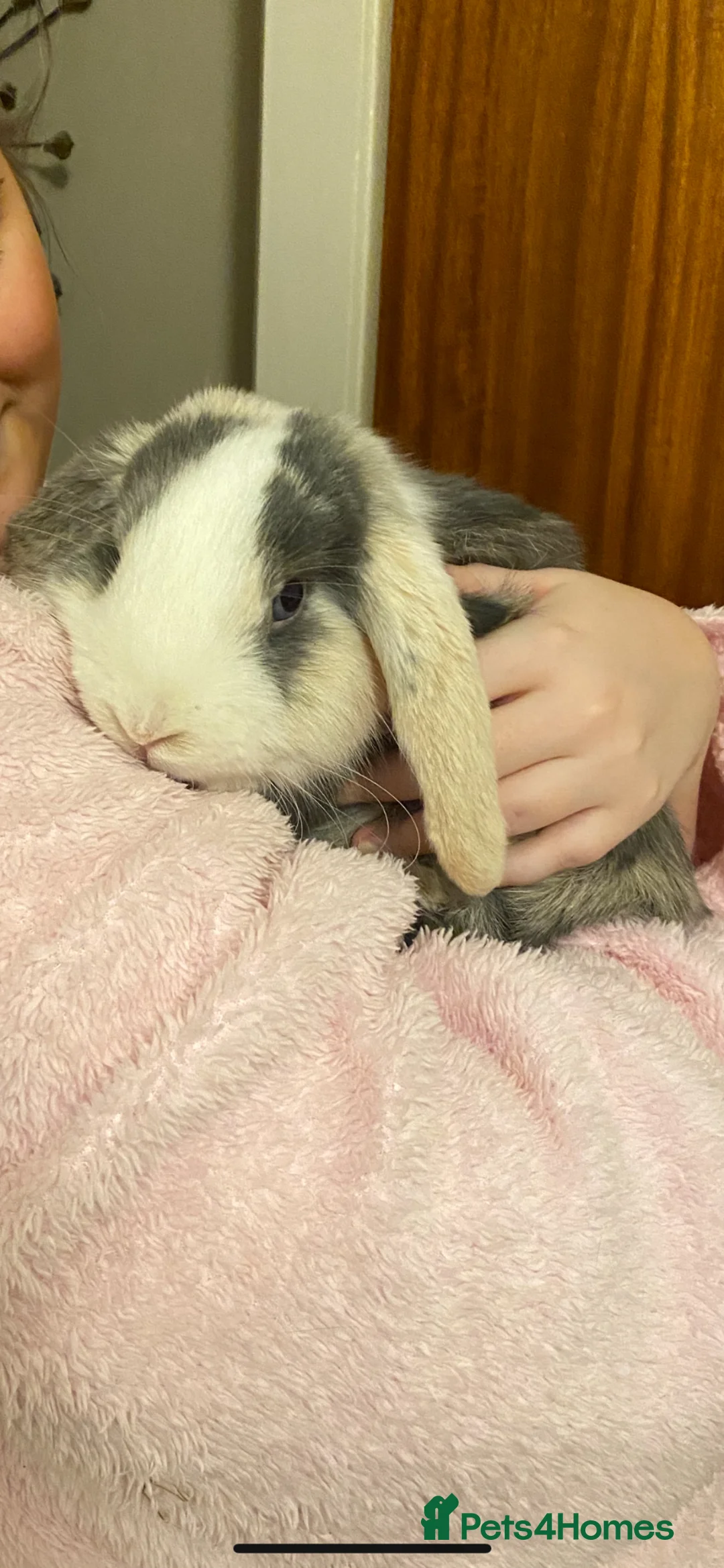 French Lop rabbits for sale: Two Beautiful Boys For Sale in Worcester - Advert 4
