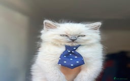 Ragdoll cats for sale: my LEO - Image 1