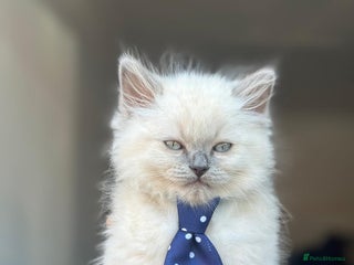 Ragdoll cats for sale - Advert 1