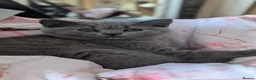 British Shorthair cats for sale: 1 girl available Parents Pedigree DAD x5 champion  - Advert 6