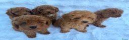 Toy Poodle dogs for sale: Red Toy Poodle MALES - Advert 9