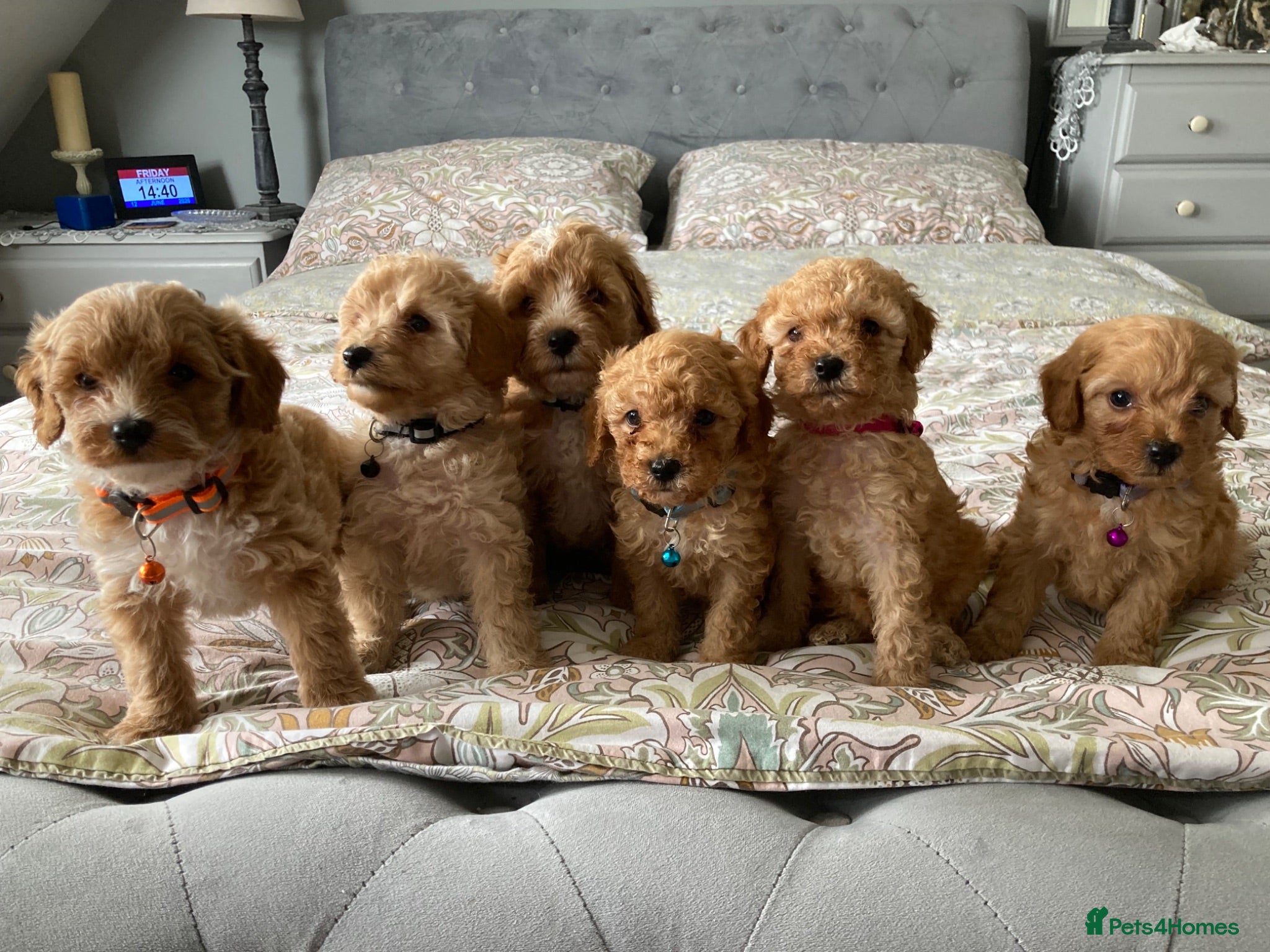 Cavapoochon dogs 🐾Beautiful F1b Cavapoochon Puppies 🐾 - Advert 2