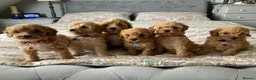 Cavapoochon dogs for sale: 🐾Beautiful F1b Cavapoochon Puppies 🐾 - Advert 1