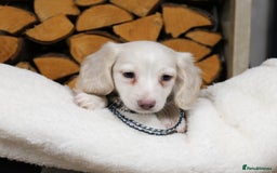 Miniature Dachshund dogs for sale: CREAM MINIATURE DACHSHUNDS CHAMPION PEDIGREE  - Image 5
