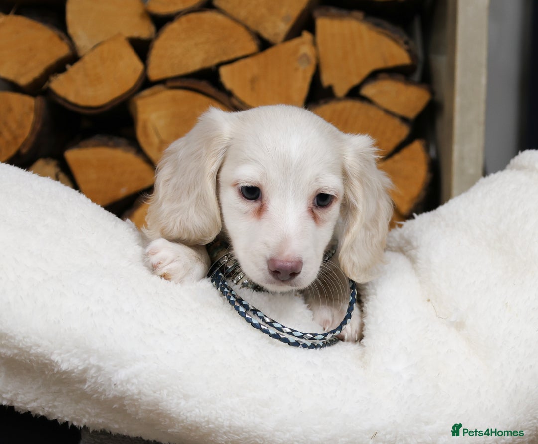 Miniature Dachshund dogs for sale: CREAM MINIATURE DACHSHUNDS CHAMPION PEDIGREE  - Image 5