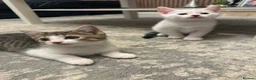 Mixed Breed cats for sale: Kittens For Sale - Advert 7