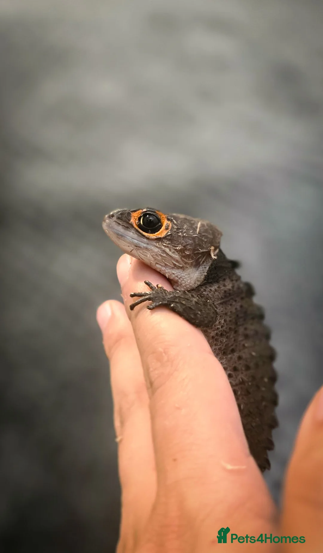 Skink reptiles for sale: Proven pair Red eye crocodile skinks  - Advert 1