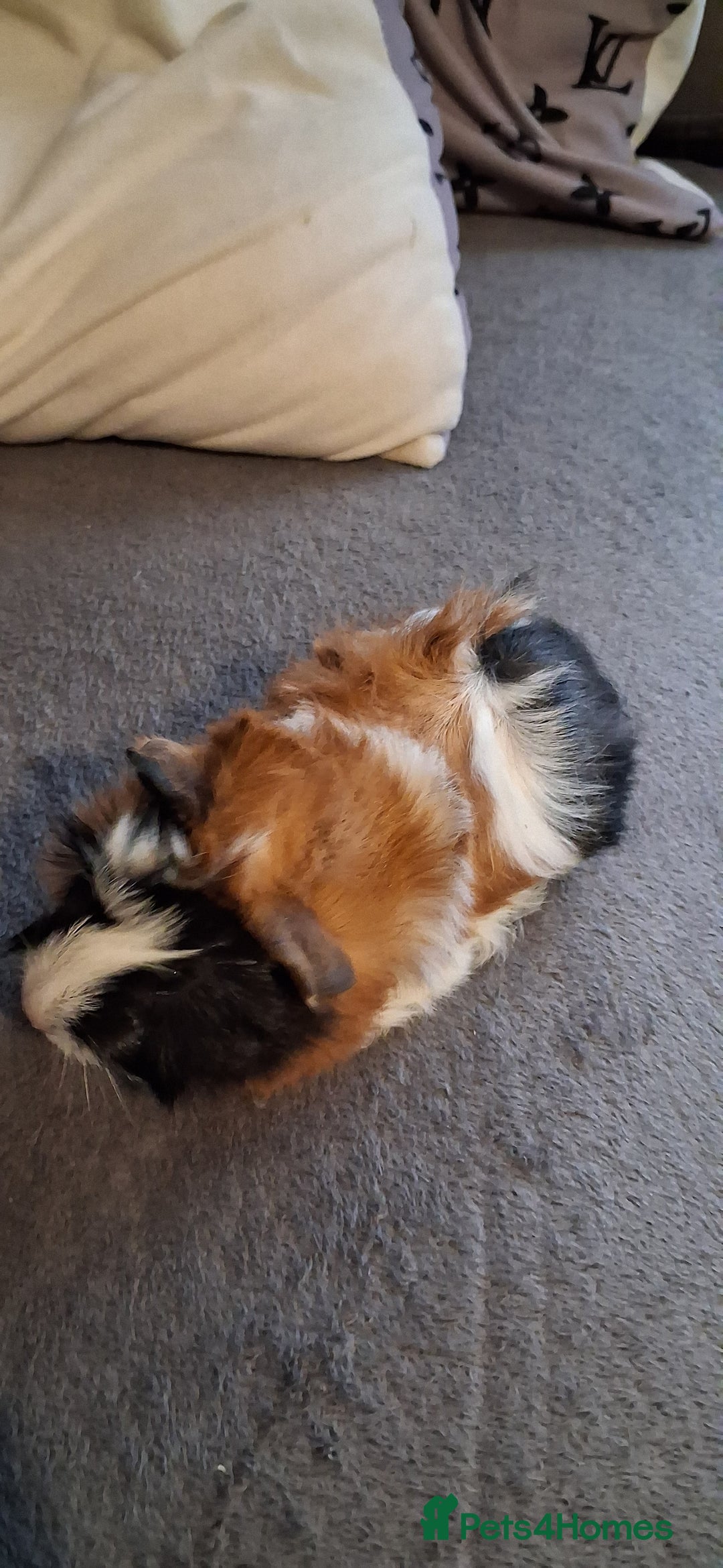 Guinea Pig rodents for sale: 6 baby girl guinea pigs 2 boys  - Advert 18