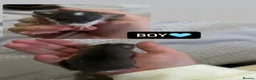 Rat rodents for sale: Baby Dumbo Rats  - Advert 10