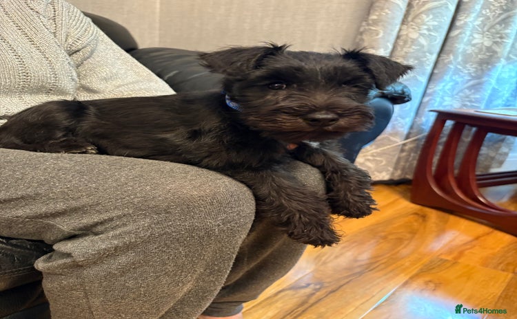 Miniature Schnauzer dogs - Advert 2