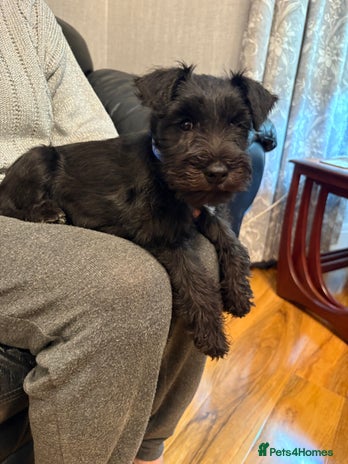 Miniature Schnauzer dogs - Advert 2