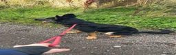 German Shepherd dogs for sale: German Shepherd BOY - Advert 3