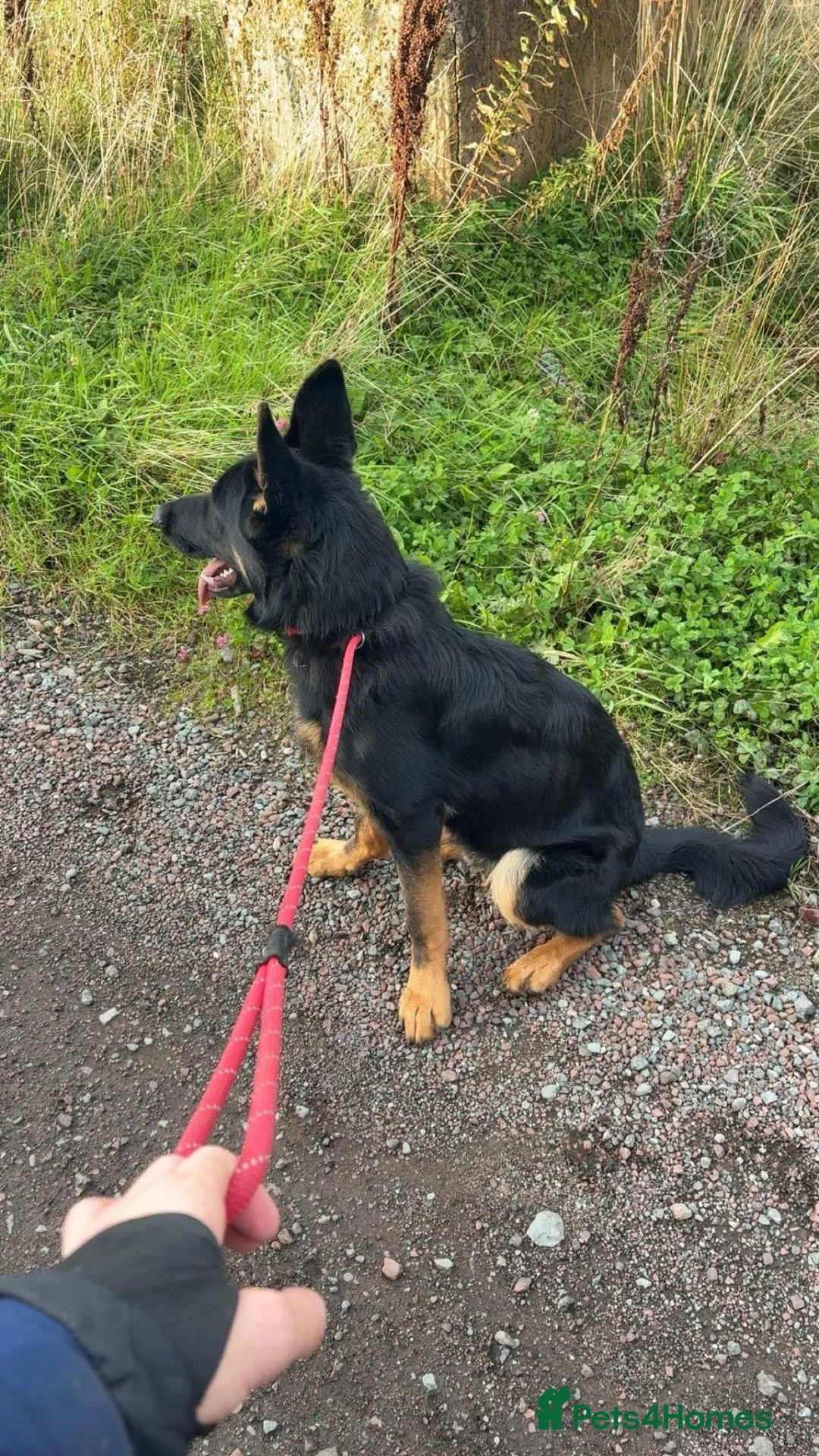 German Shepherd dogs for sale: German Shepherd BOY - Advert 3