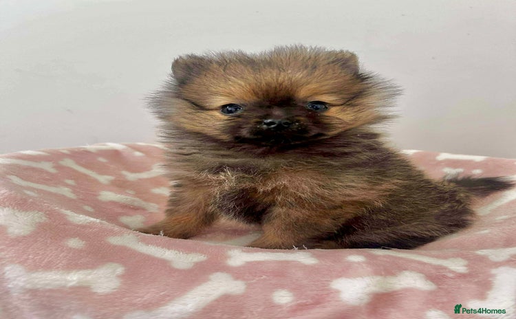 Pomeranian dogs - Advert 7