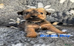 Jack Russell dogs for sale: Stunning Jack Russell pups - Image 4
