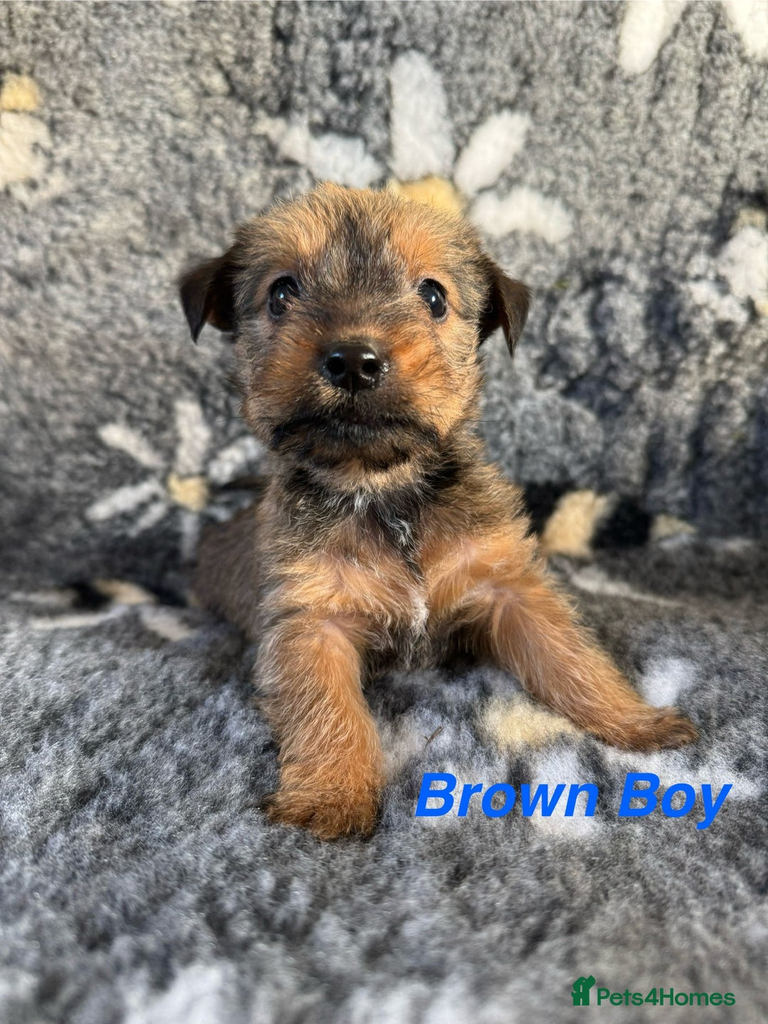 Jack Russell dogs for sale: Stunning Jack Russell pups - Image 4
