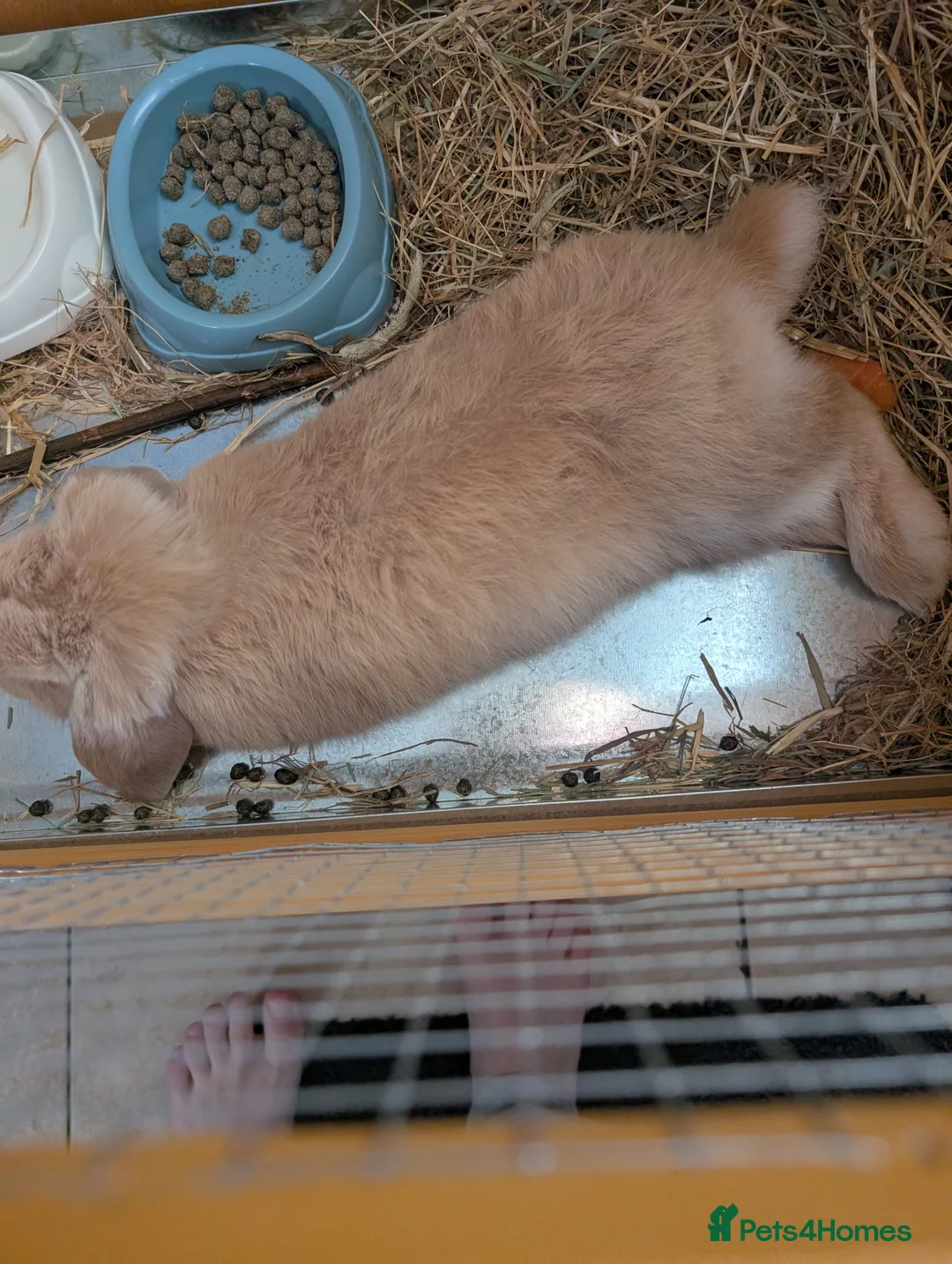 Mini Lop rabbits for sale: French mini lop rabbit  - Advert 2