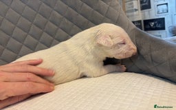 English Bull Terrier dogs for sale: Champion Bloodline English Bull Terrier Puppies  - Image 21