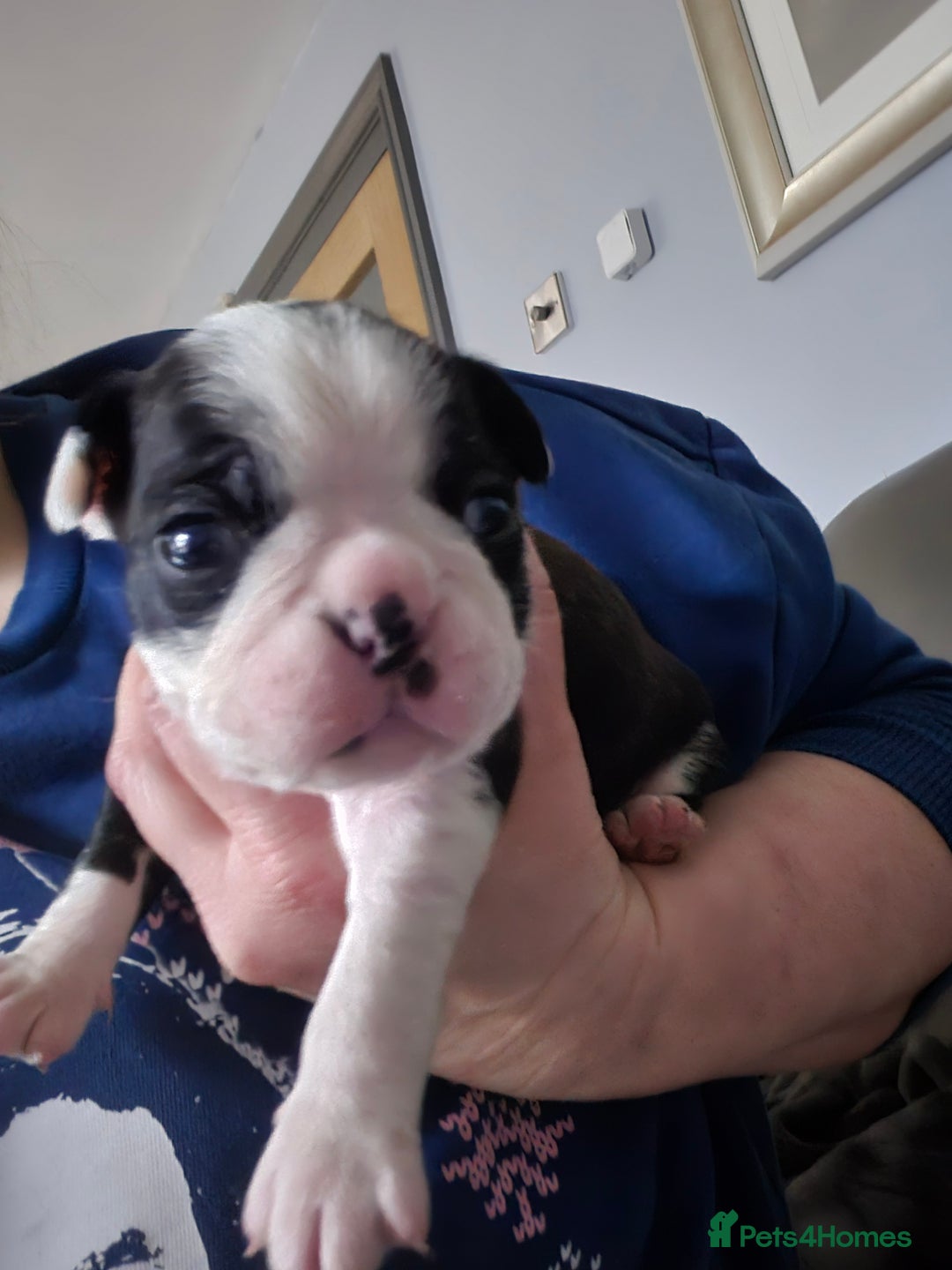 Boston Terrier dogs for sale: Gorgeous chunky Boston terrier pups - Advert 26