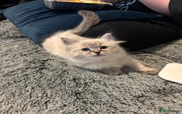 Siberian cats for sale: Two gorgeous Siberian kittens  - Image 4