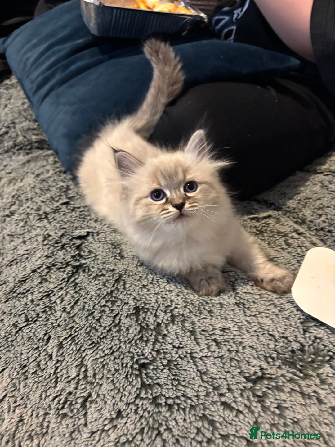 Siberian cats for sale: Two gorgeous Siberian kittens  - Image 4