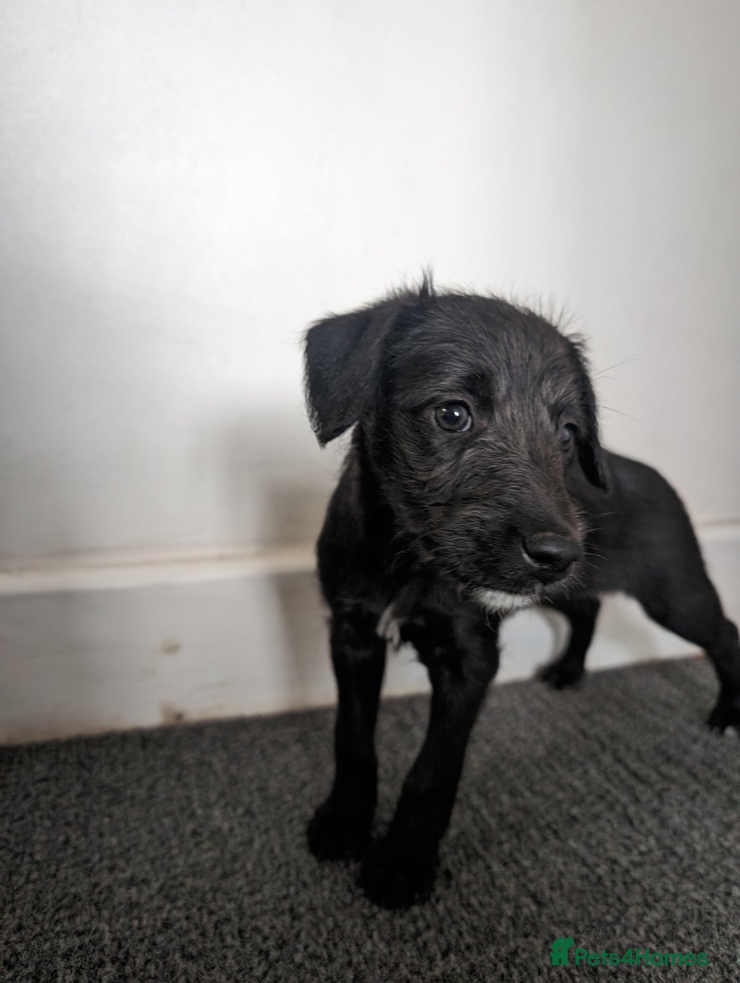 Mixed Breed dogs for sale: Highest Quality Bedlington Whippets  - Advert 9