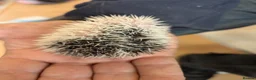 Pygmy Hedgehog rodents for sale: Baby African Pygmy Hoglets and online tutorial - Advert 3