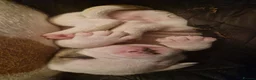 American Bulldog dogs for sale: These 3 babies are looking for there forever home - Advert 26