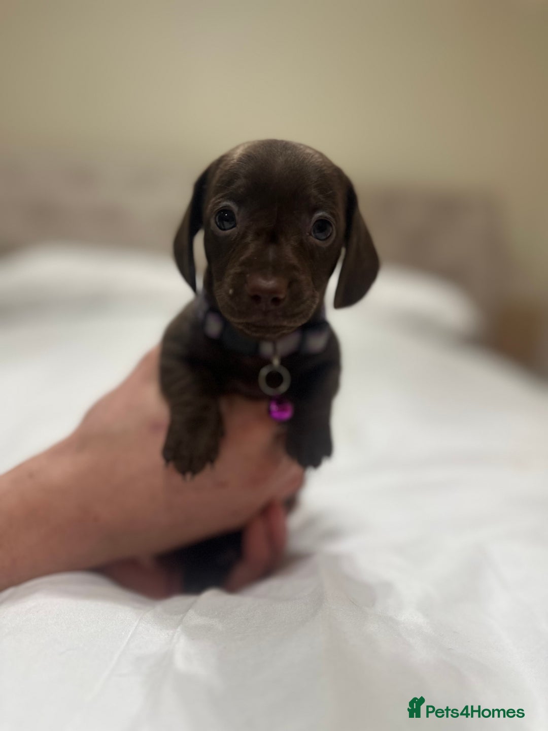 Miniature Dachshund dogs for sale: Miniature dachshund ready to go🫶🏽 - Advert 7