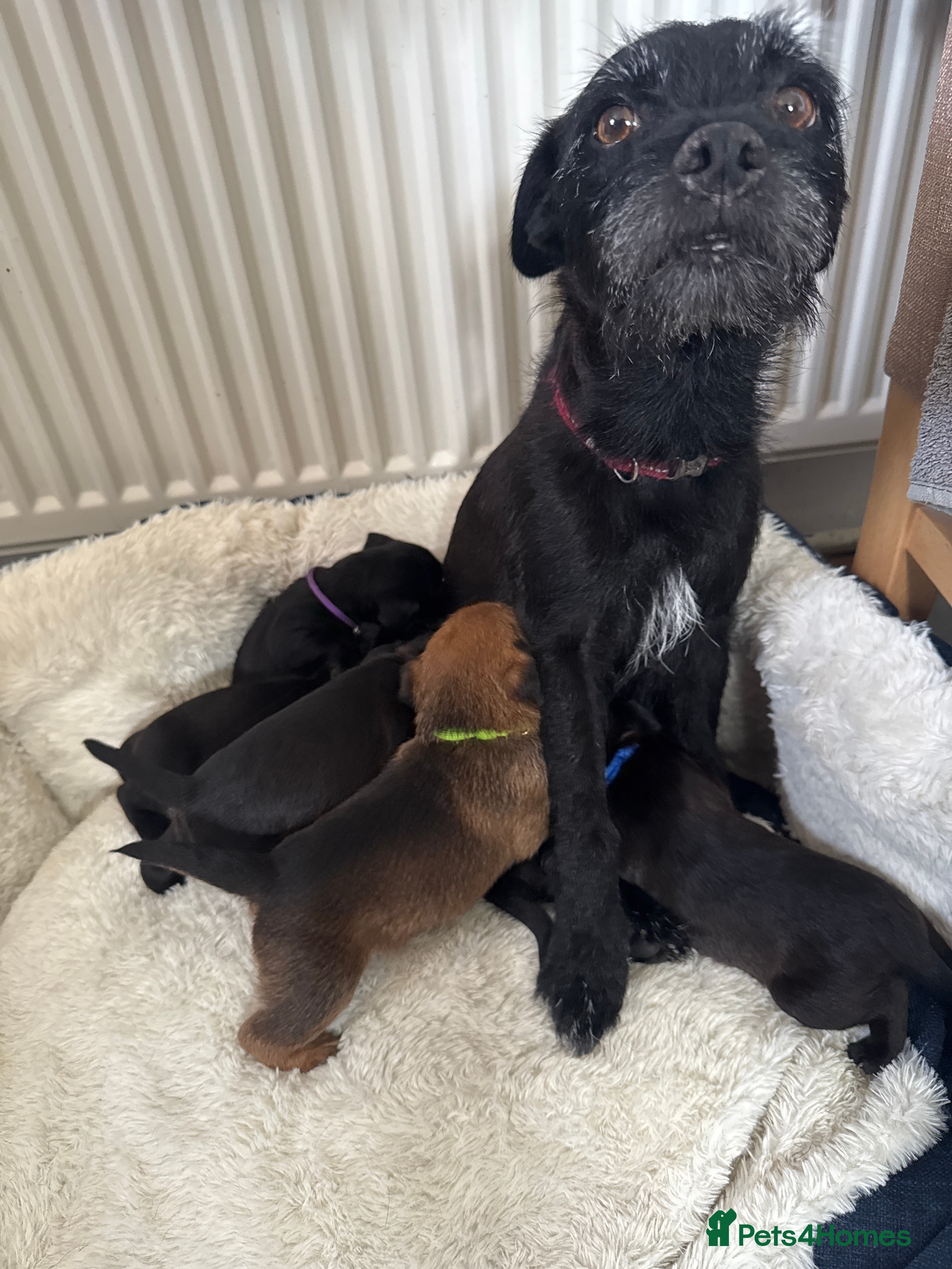 Mixed Breed dogs F2 Border x Patterdale pups - Advert 1