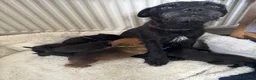 Mixed Breed dogs for sale: F2 Border x Patterdale pups - Advert 1