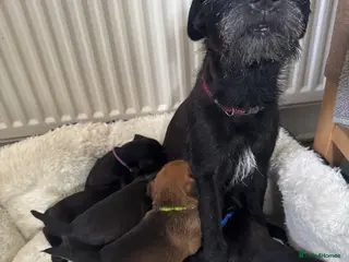 Mixed Breed dogs for sale: F2 Border x Patterdale pups - Advert 2